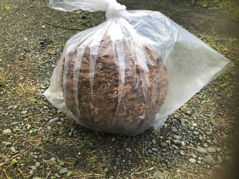 さいたま市　ハチ駆除　A様宅